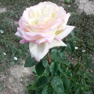 Meet your Posher, Donna